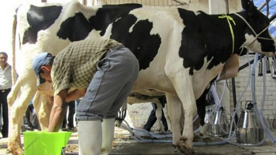 Destinan $ 8.104 millones para asistir a productores tamberos