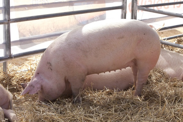 Mejora de la cadena productiva porcina mediante higiene y bioseguridad: rol del Senasa y datos clave del sector en Argentina