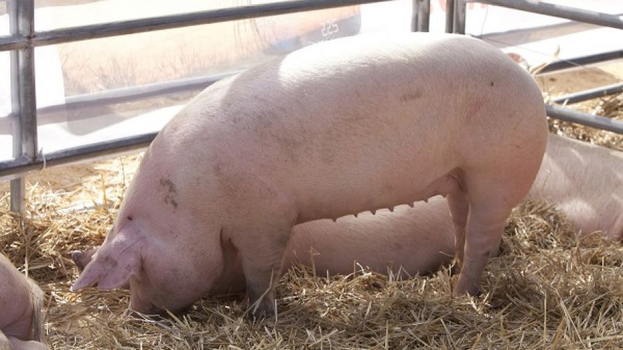 Triquinosis: principales pautas de prevención en la producción y el consumo de alimentos
