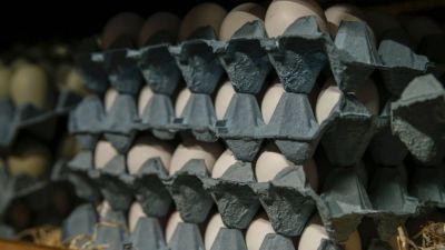 Producción avícola en Latinoamérica: más huevos, mayor consumo y oportunidades de crecimiento