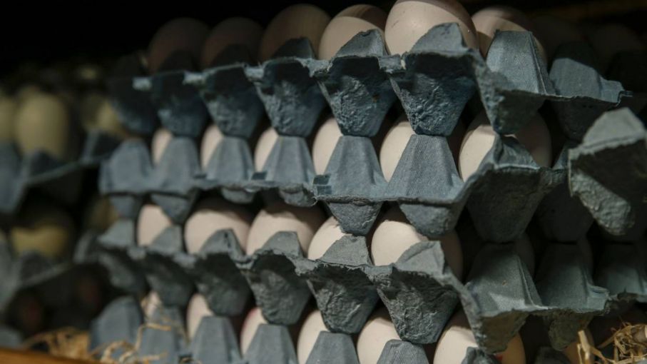 República Dominicana suspende exportación de huevos a Haití y otros mercados