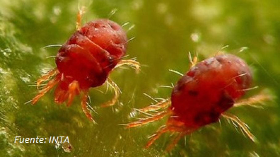 Alerta en la región pampeana: Arañuela roja