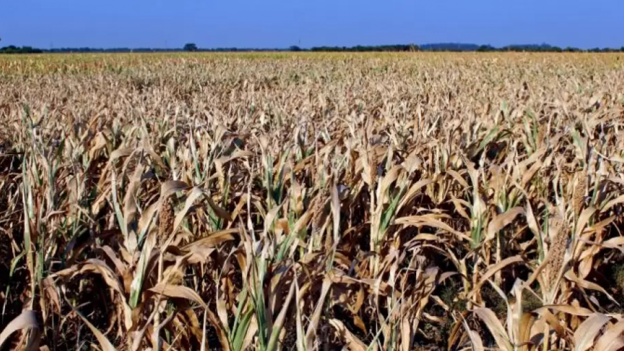 Si no llegan las lluvias, productores tomarán una drástica decisión
