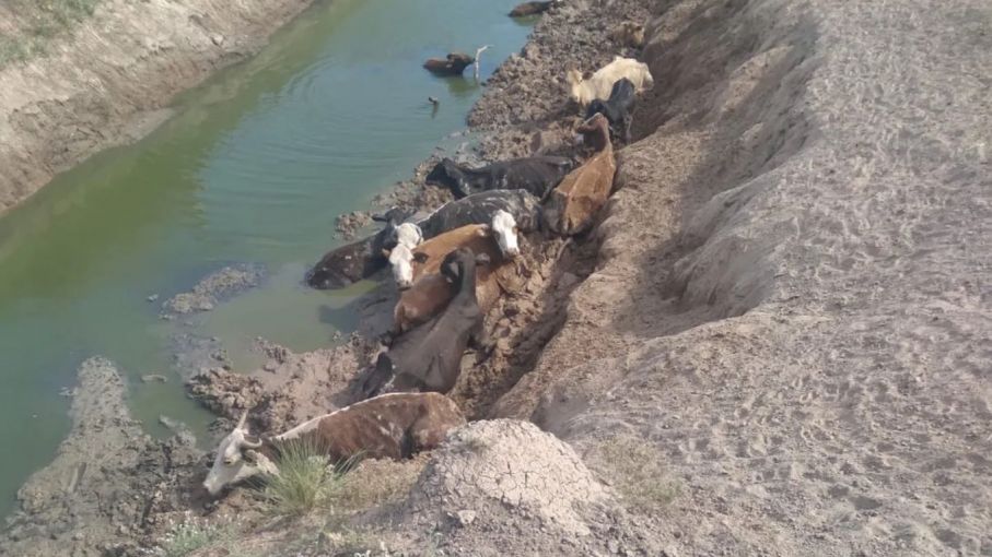 Santa Fe : Murieron más de 3000 animales por falta de agua 