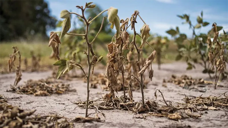 "La sequía debiera servirle al gobierno para repensar las políticas agropecuarias",