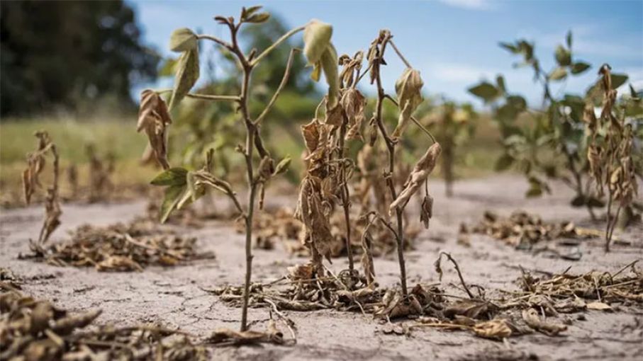 "La sequía debiera servirle al gobierno para repensar las políticas agropecuarias",