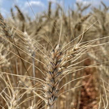 Productores agropecuarios de USA sembrarán más trigo busncando los precios impulsados por la guerra