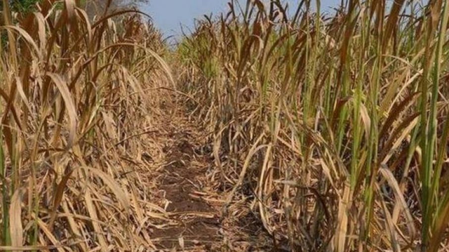 Cañeros de Jujuy y Salta calculan pérdidas mayor al 50% a causa de la sequía