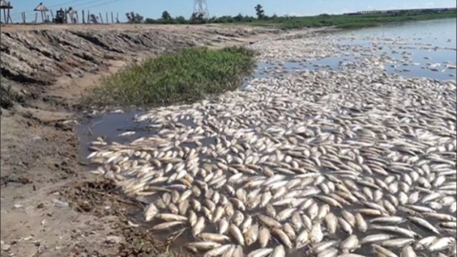 Laguna del Plata retirarán peces muertos para evitar mayor contaminación