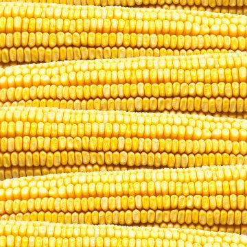 EEUU rechaza propuesta de Mexico sobre comercio de Maiz transgenico