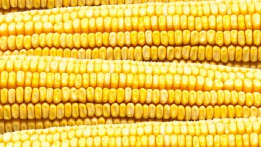 EEUU rechaza propuesta de Mexico sobre comercio de Maiz transgenico