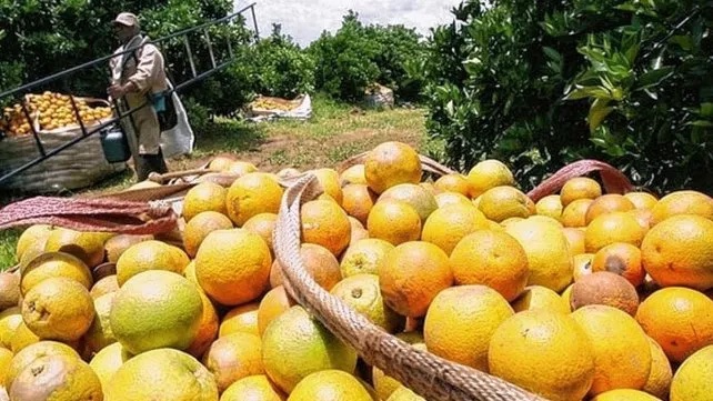 Trabajadores rurales : Citricultores rechazan asignación extraordinaria 