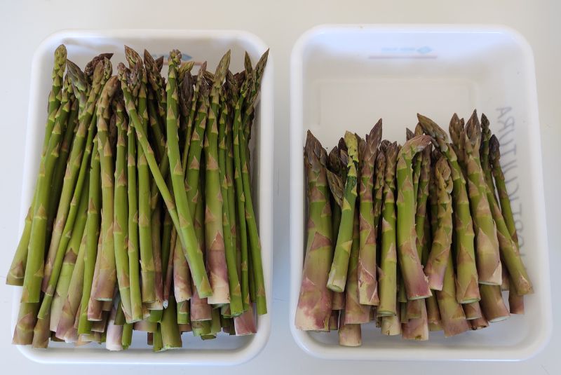 Espárragos: pautas para producir en el sur de Buenos Aires