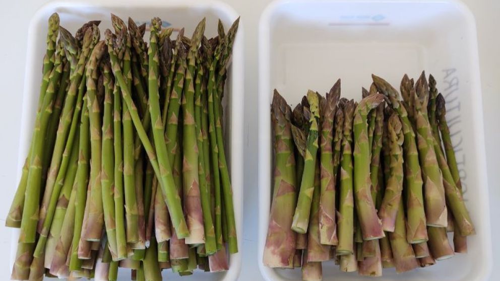 Esprragos: pautas para producir en el sur de Buenos Aires