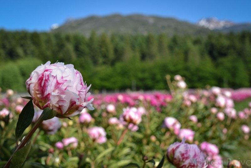 El INTA avanza en la producción de peonías ornamentales para exportación