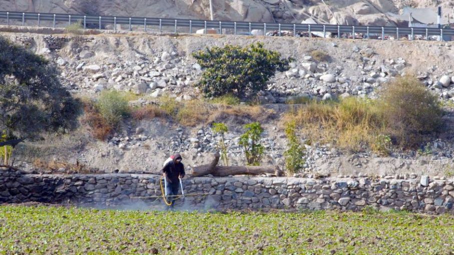 Si aborda el hambre y la desigualdad, América Latina se colocará a la vanguardia de la alimentación y la agricultura mundiales