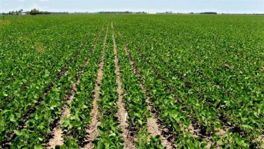 Arribó a Rosario el Primer Lote de Soja de la nueva campaña 2022/23