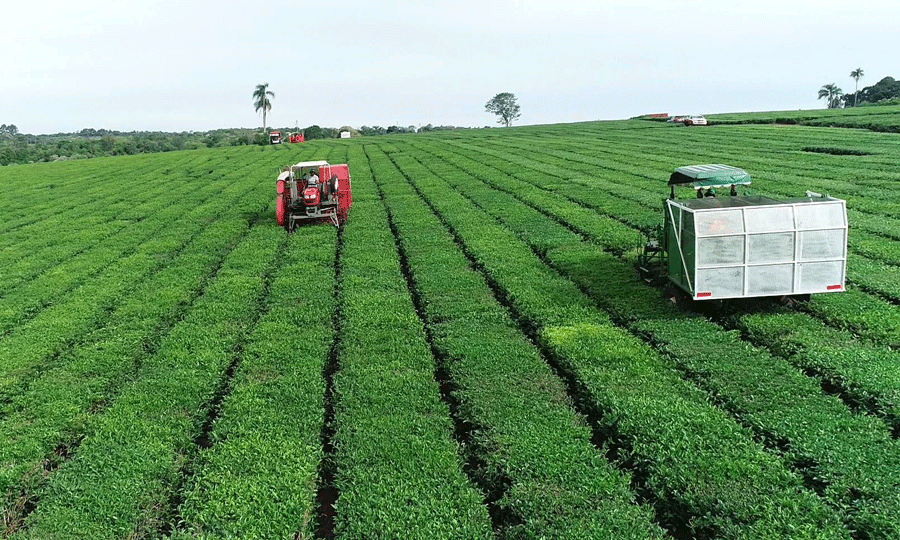  A partir del 1 de febrero se actualizará el precio del té a $18,50 por kilo