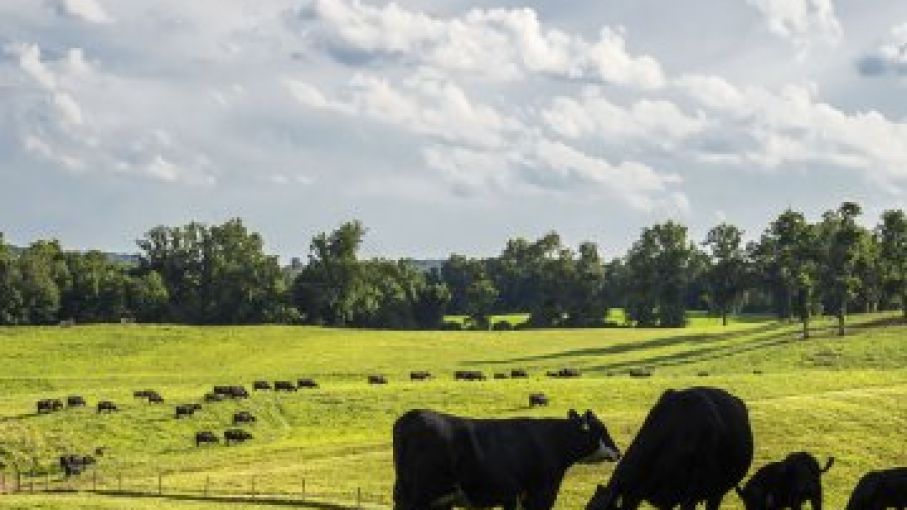 Las cabezas de ganado de EEUU caen a nivel mas bajo desde 1962 segun datos del USDA