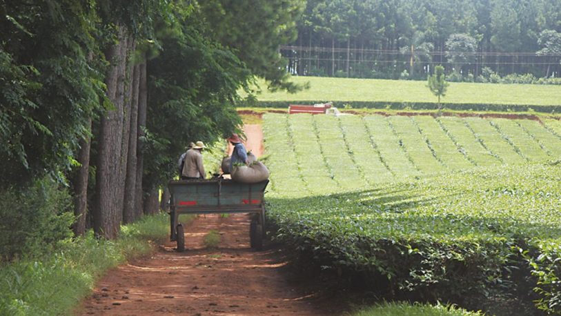 Por el aumento de los costos y la brecha cambiaria, productores misioneros piden un "dólar té"
