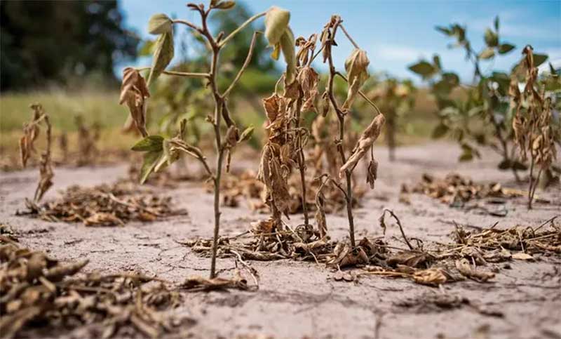 La AFIP oficializa beneficios impositivos para productores afectados por la sequia
