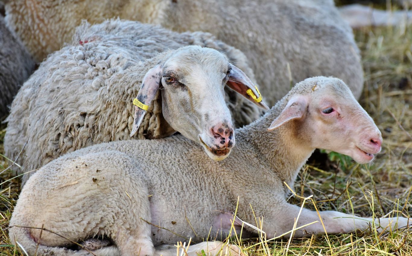 España informa de 26 focos de viruela ovina y que ya ha sacrificado 37.000 ejemplares