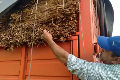 AFIP decomisó 26.000 kilos de tabaco en Tucumán