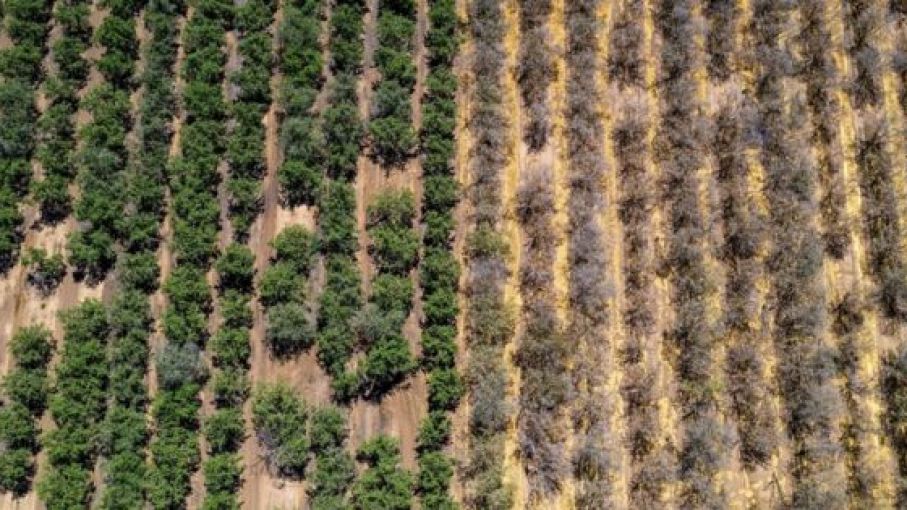 Breve respiro el maíz y la soja: las lluvias apaciguaron la ola de calor, aunque la sequía continúa