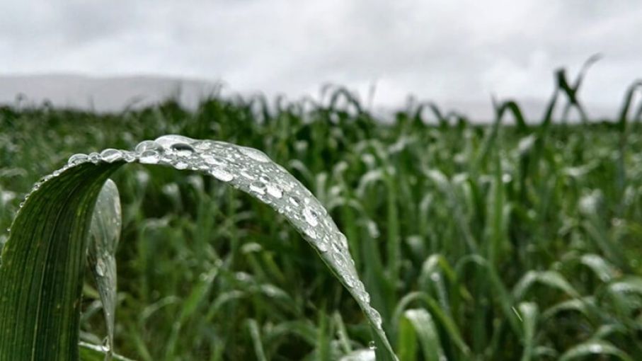 Después de la ola de calor extremo, llegaron las lluvias al campo pero fueron escasas