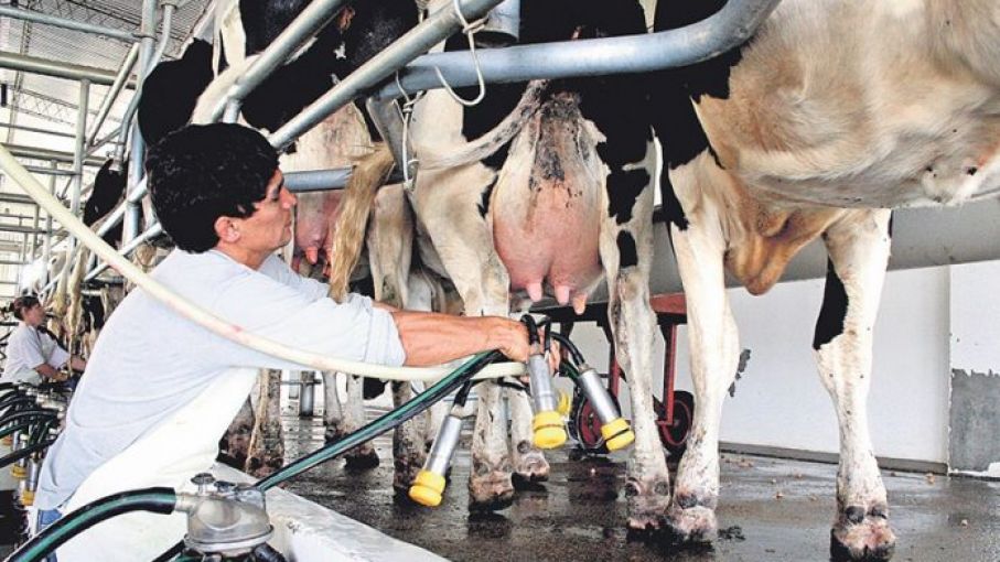 Tambos, en "caída libre": aseguran que la leche se paga al nivel más bajo "del planeta" y temen nueva ola de cierres
