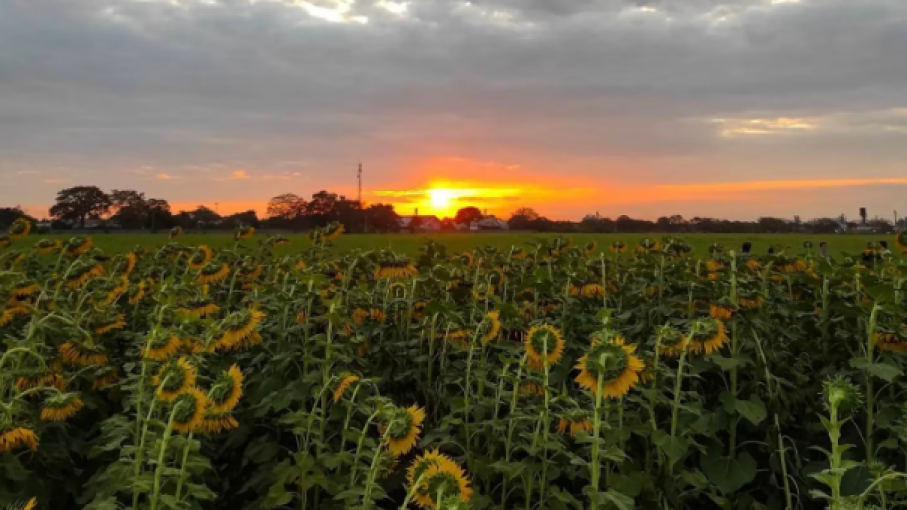 Los girasoles que volvieron a florecer en Venezuela luego de seis años