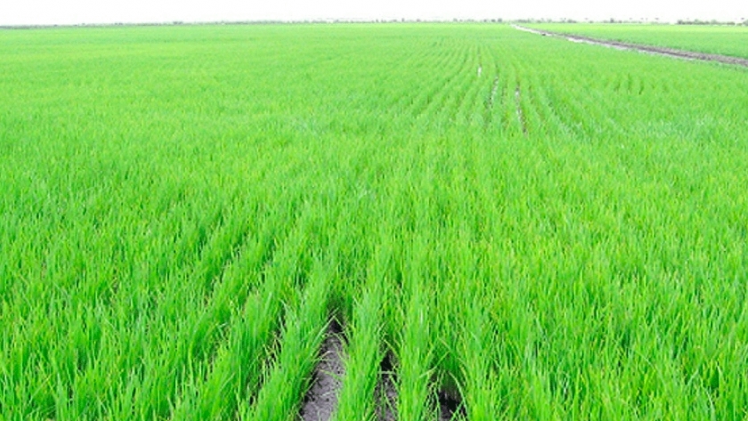 El área destinada al arroz en Entre Ríos crecería un 7,5%