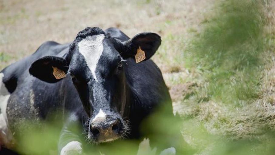 " Mal de la vaca loca"  : detectan un caso en Escocia