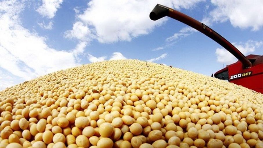 Récord: la Argentina tendrá que importar casi 10 millones de toneladas de soja para suplir las pérdidas de la sequía