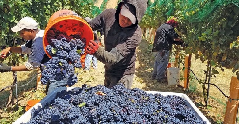 Massa irá a Vendimia y el sector espera anuncios en año de merma de cosecha