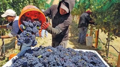 Massa irá a Vendimia y el sector espera anuncios en año de merma de cosecha