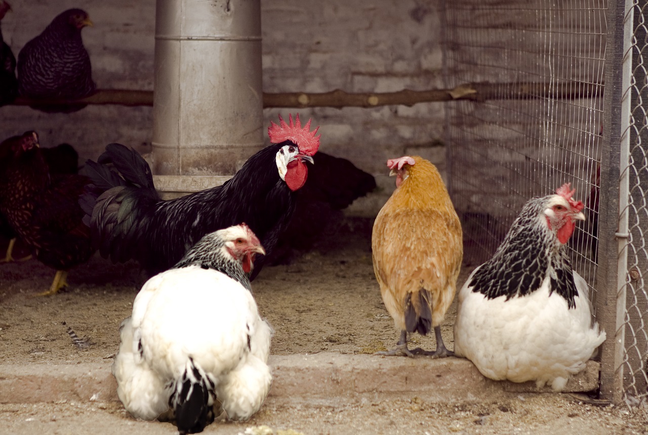Confirmaron el primer caso de gripe aviar en aves de corral y el Gobierno suspendió las exportaciones