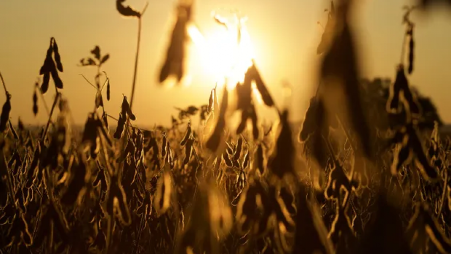 La liquidación de divisas del agro se desplomó un 74% en febrero