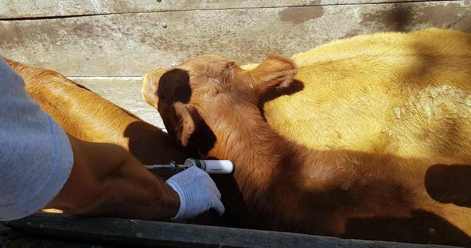 Inicio de la primera campaña anual de vacunación contra la fiebre aftosa y brucelosis