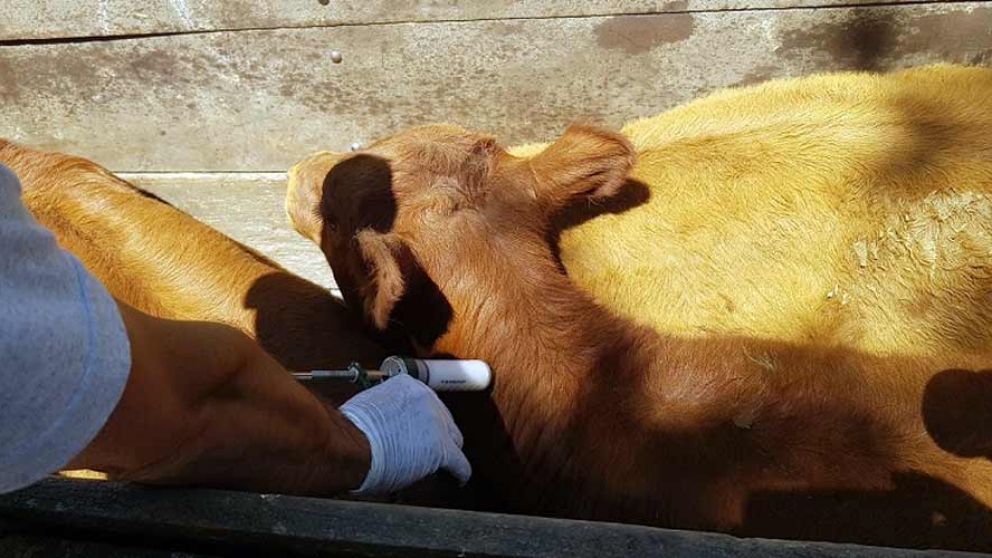 Inicio de la primera campaa anual de vacunacin contra la fiebre aftosa y brucelosis