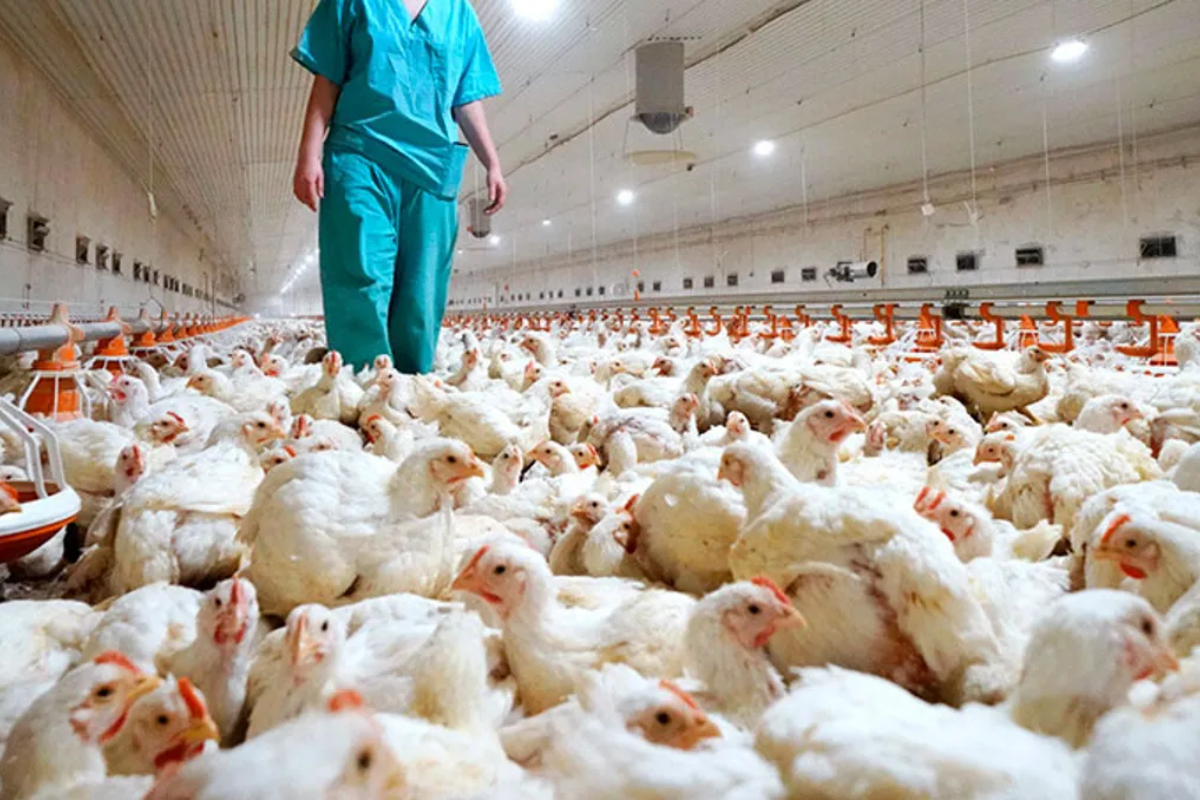  Argentina reanudará el envío de productos avícolas hacia Japón