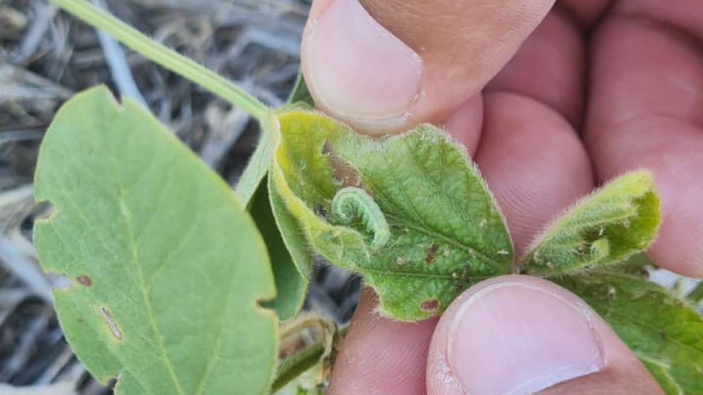 Las seales del lote, claves para el manejo de plagas