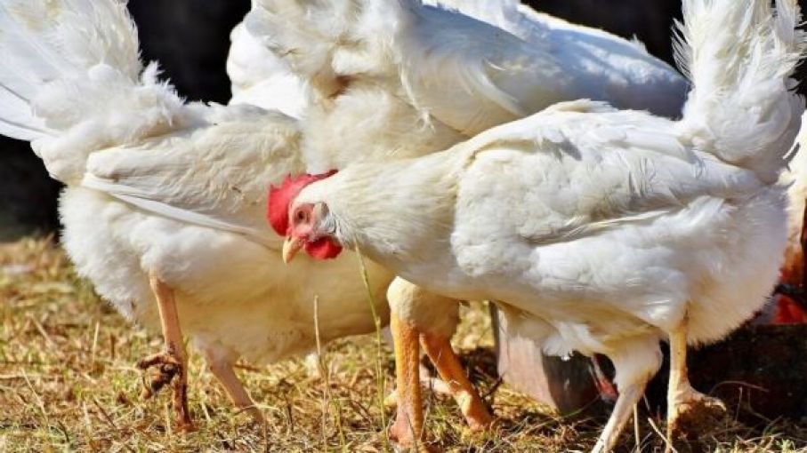Mendoza declaró la Emergencia Zoosanitaria por un año