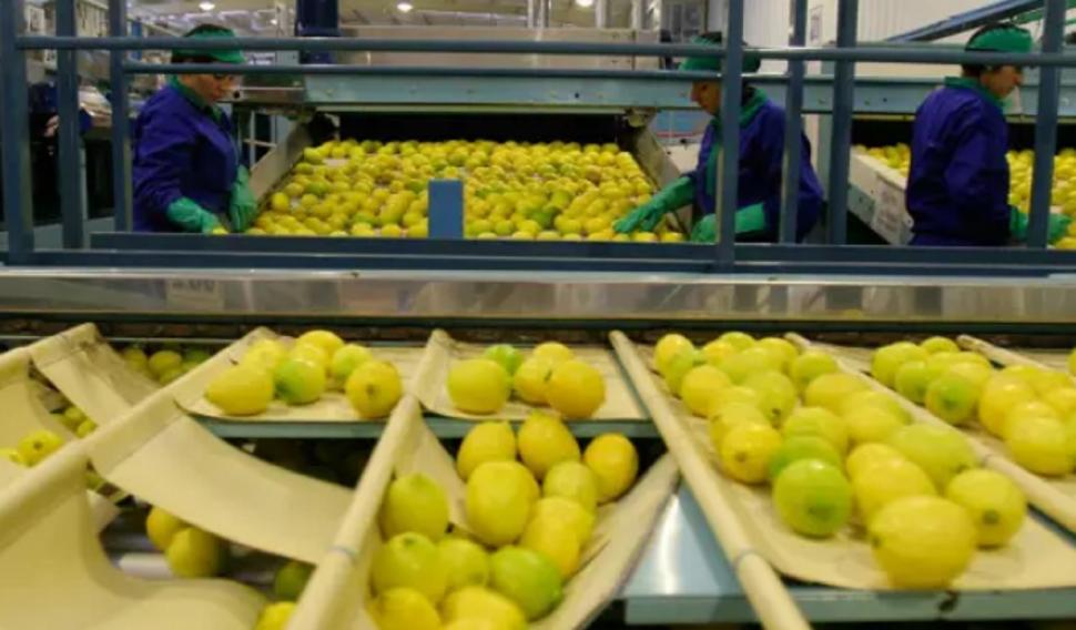 "Dólar limón": El tipo de cambio especial que proponen legisladores de Tucumán