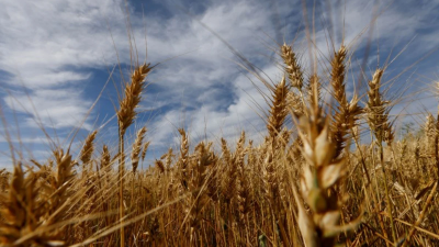 Brasil aprobó el cultivo, la producción y la comercialización del trigo transgénico 