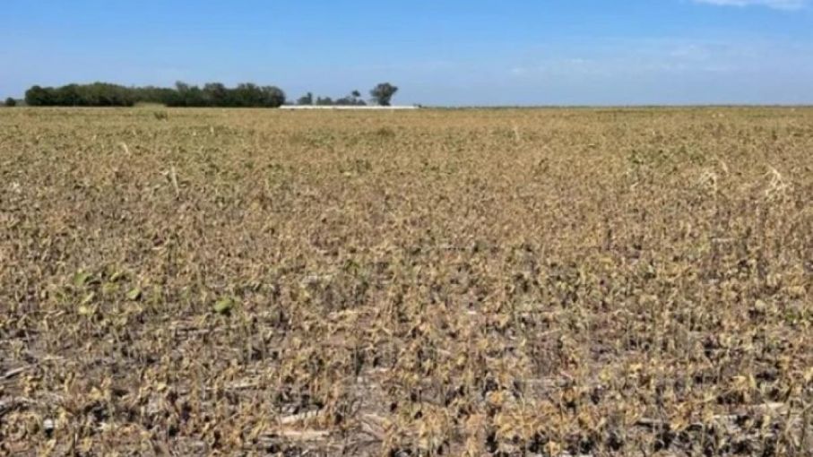 Estiman en casi U$S 23.000 la caída de ingresos por la sequía frente a la proyección inicial