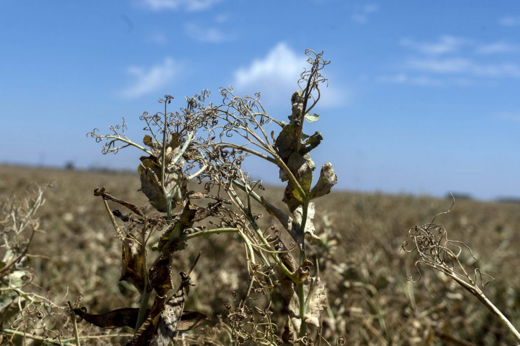 La sequía y el calor condicionan los rendimientos agrícolas