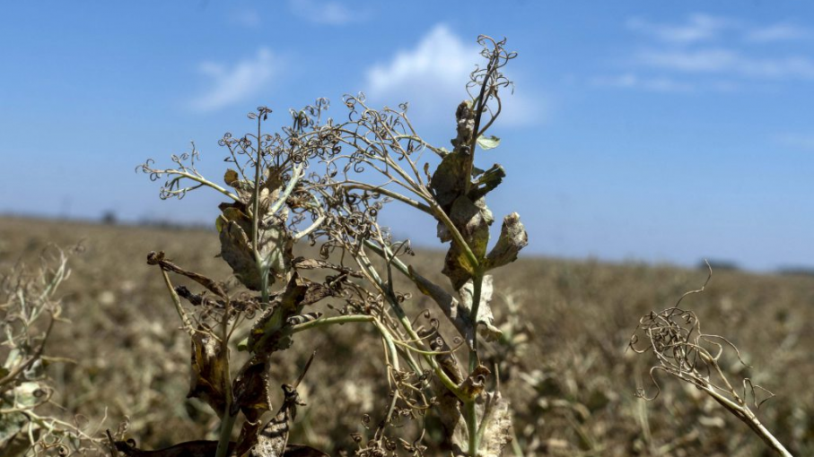 La sequía y el calor condicionan los rendimientos agrícolas