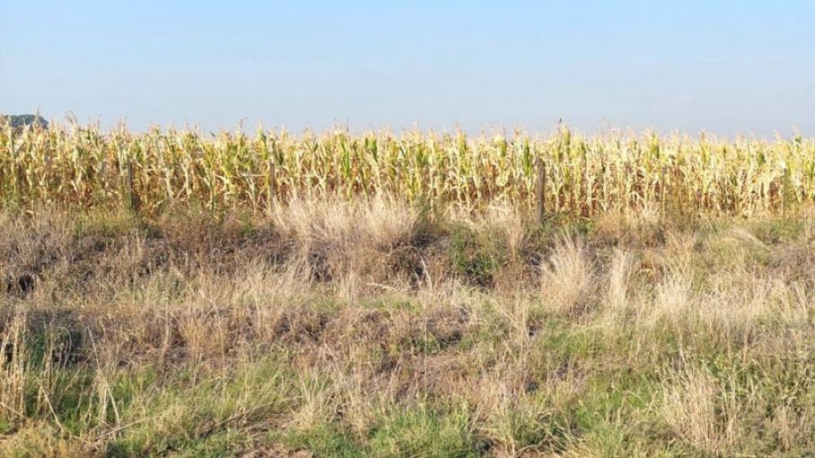 Declaran emergencia agropecuaria en 33 partidos de la provincia