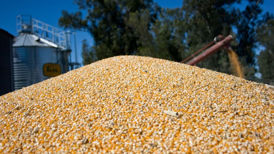 Estiman rinde promedio de 5.750 kilogramos de maíz por hectárea en áreas de la Bolsa bahiense
